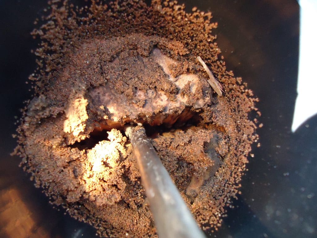 Termites in a termite monitoring station