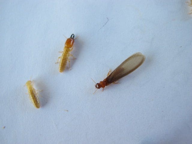 three castes of termite