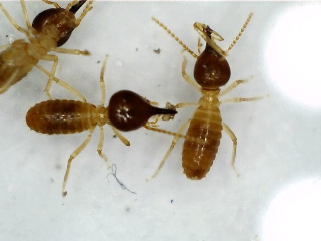 Nasutitermes SPP termites