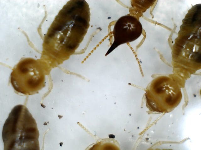 White Ants Vs Termites