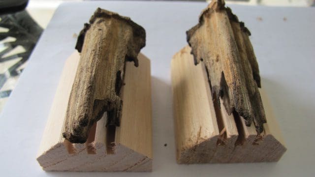 Termite monitoring timber affected by fungal decay (Rot)