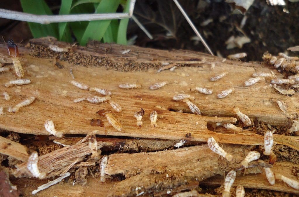 The Definitive Guide to Termite Detection, Treatment and Prevention in Australia