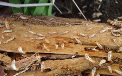 The Definitive Guide to Termite Detection, Treatment and Prevention in Australia 2022