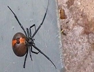 Redback Spiders in Mount Annan