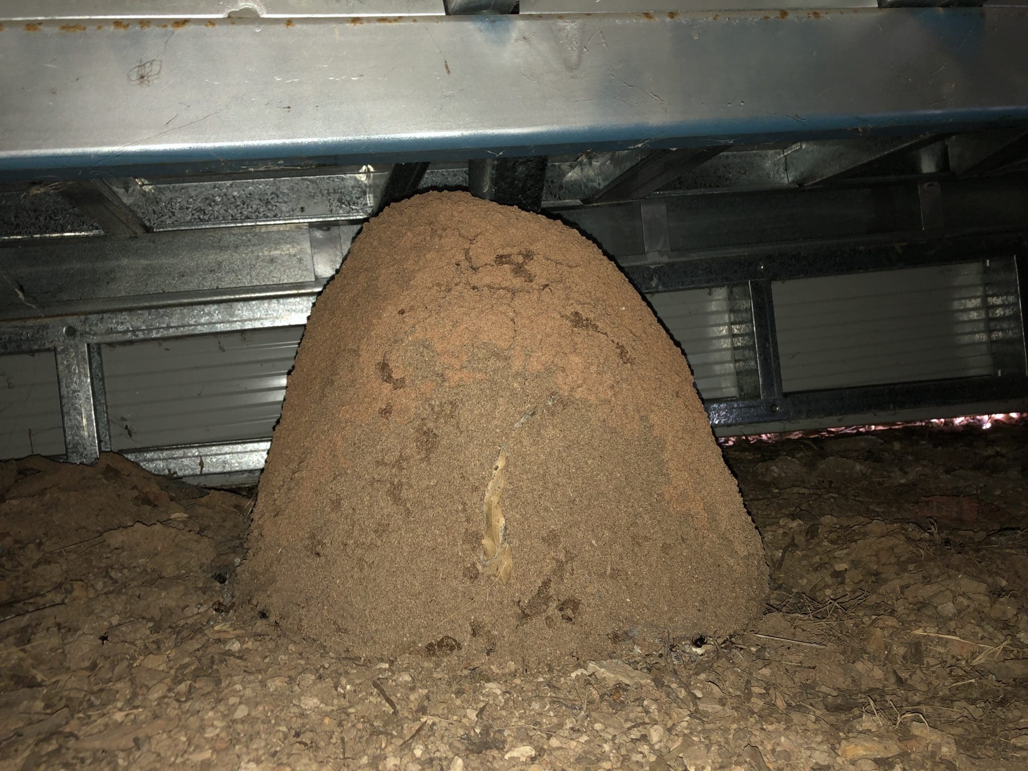 A Termite Nest Under A Building