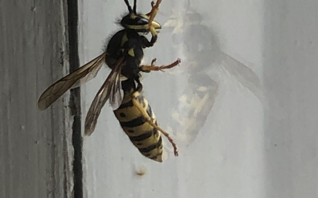 European Wasp Queen Found in a Home in Camden