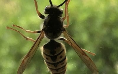 European Wasps Detected in The Southern Highlands and Wollondilly