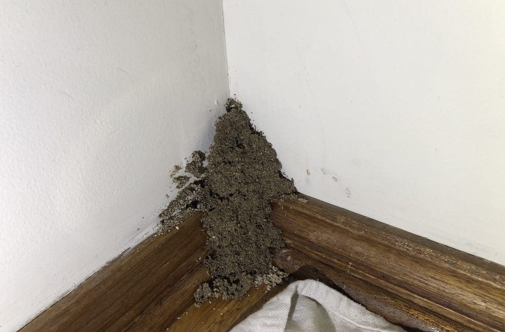 Termite activity and mudpacking, beware strata costs for termite damage