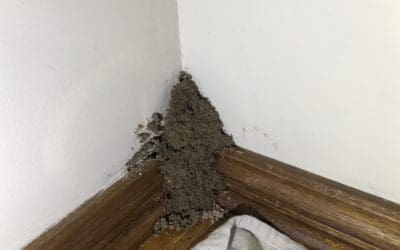 Beware extra Strata fees due to Termite damage