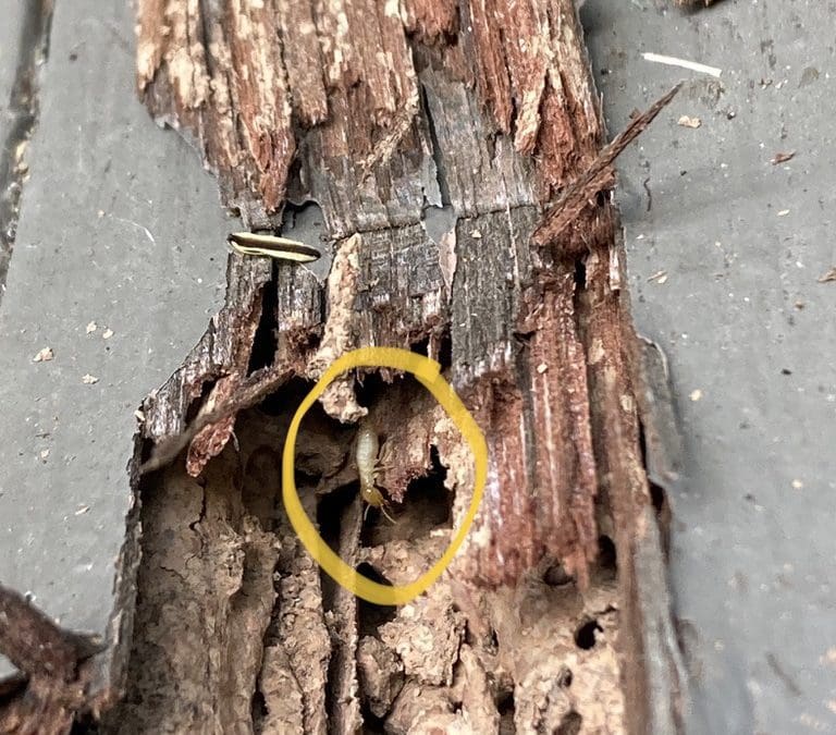 Termites found in a home in Cobbitty near Camden