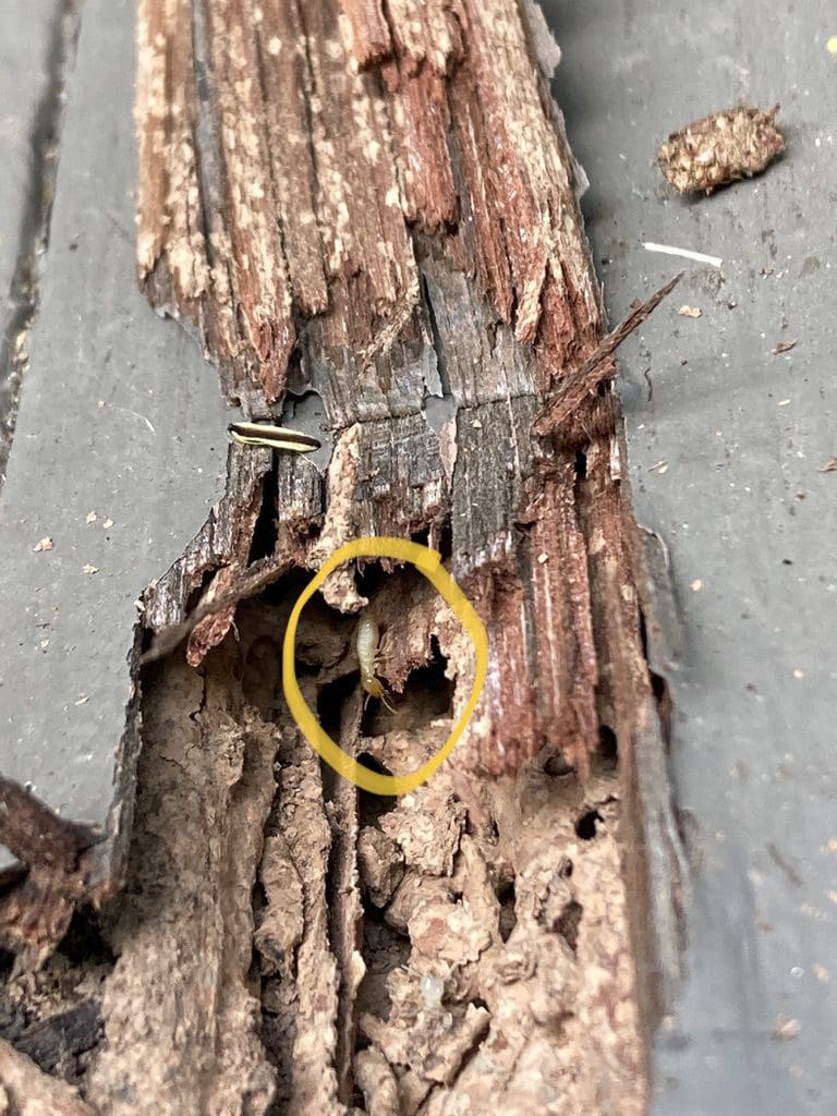 A Termite in damaged timbers in a home in Cobbitty near Camden