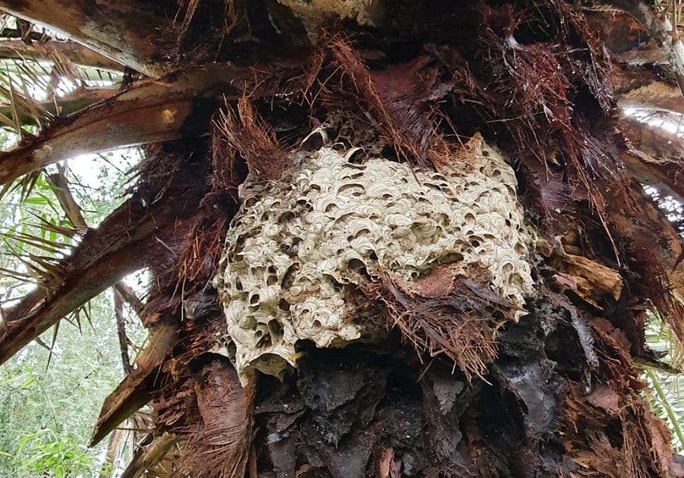 European Wasp Nest in palm tree in Dulwich Hill Sydney