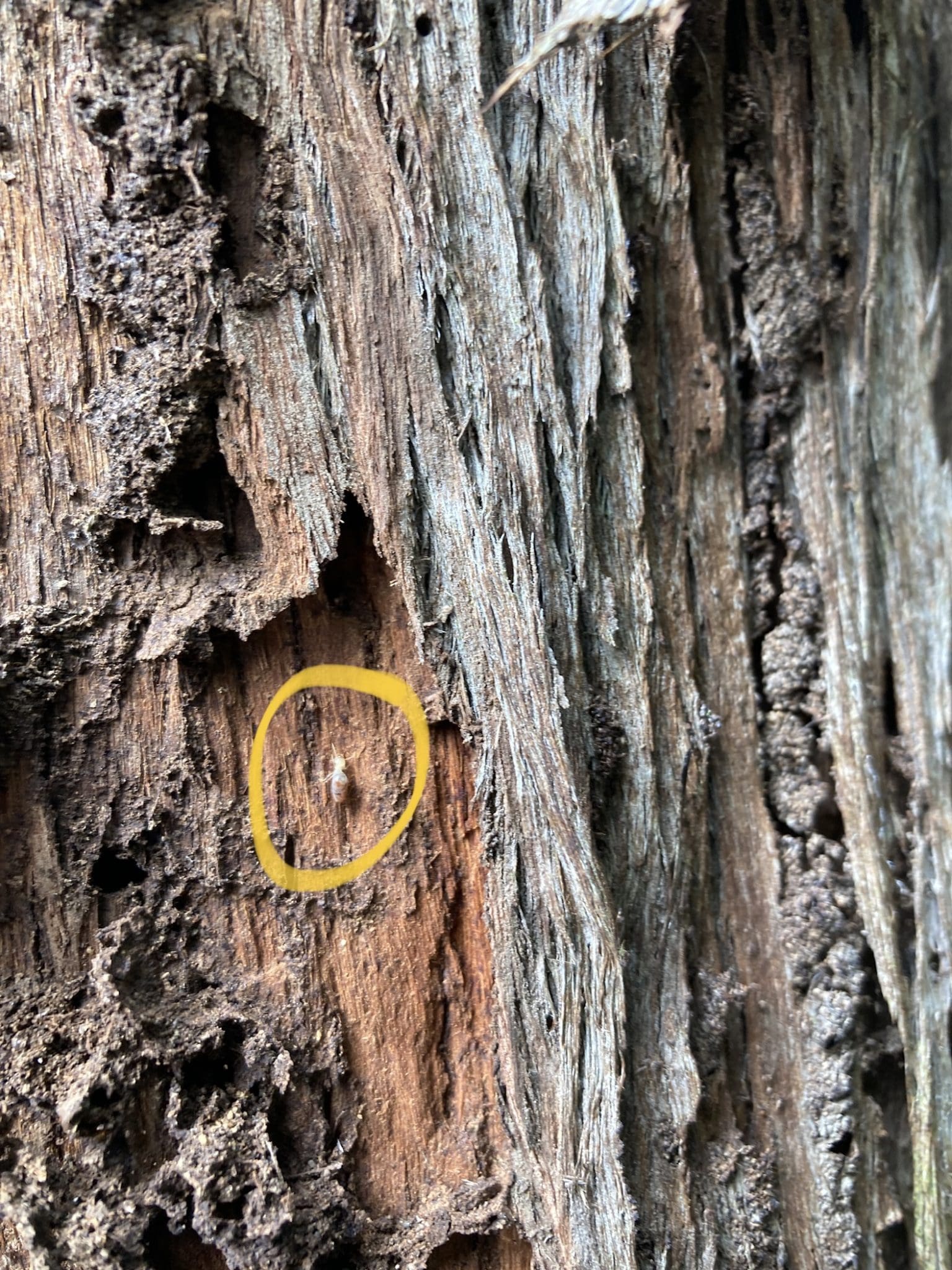 Termites in a tree in Elderslie near Camden