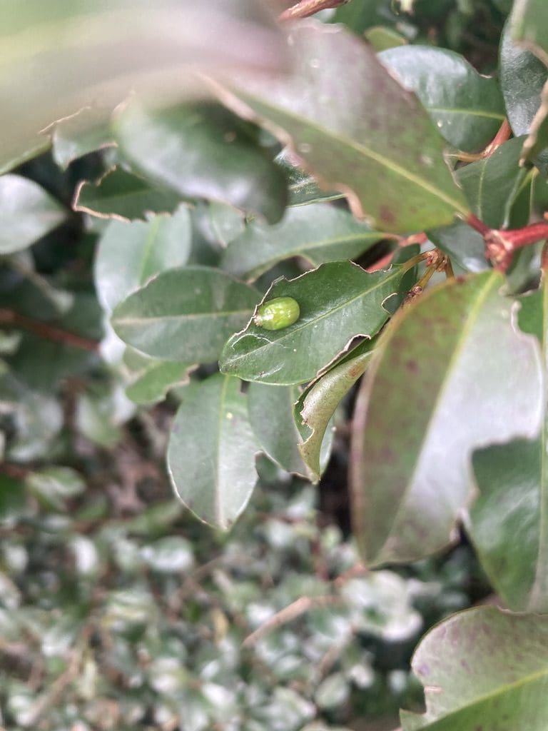 Lilli Pilli Beetle and Damage