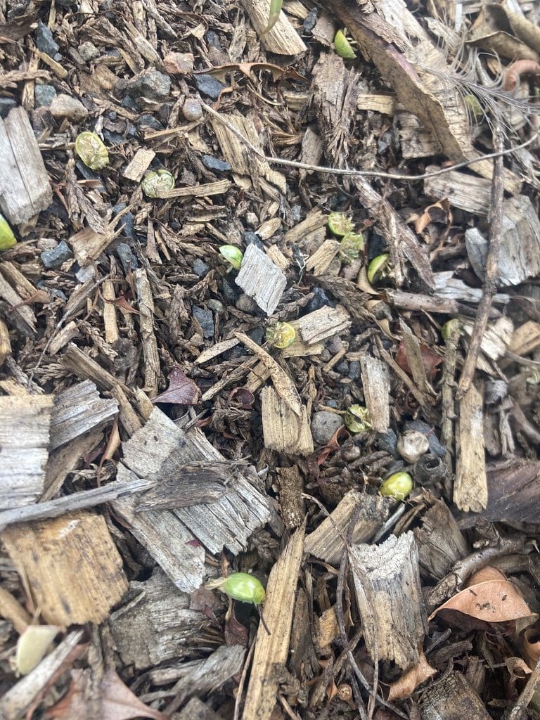 Lilli Pilli Beetles after treatment in Picton