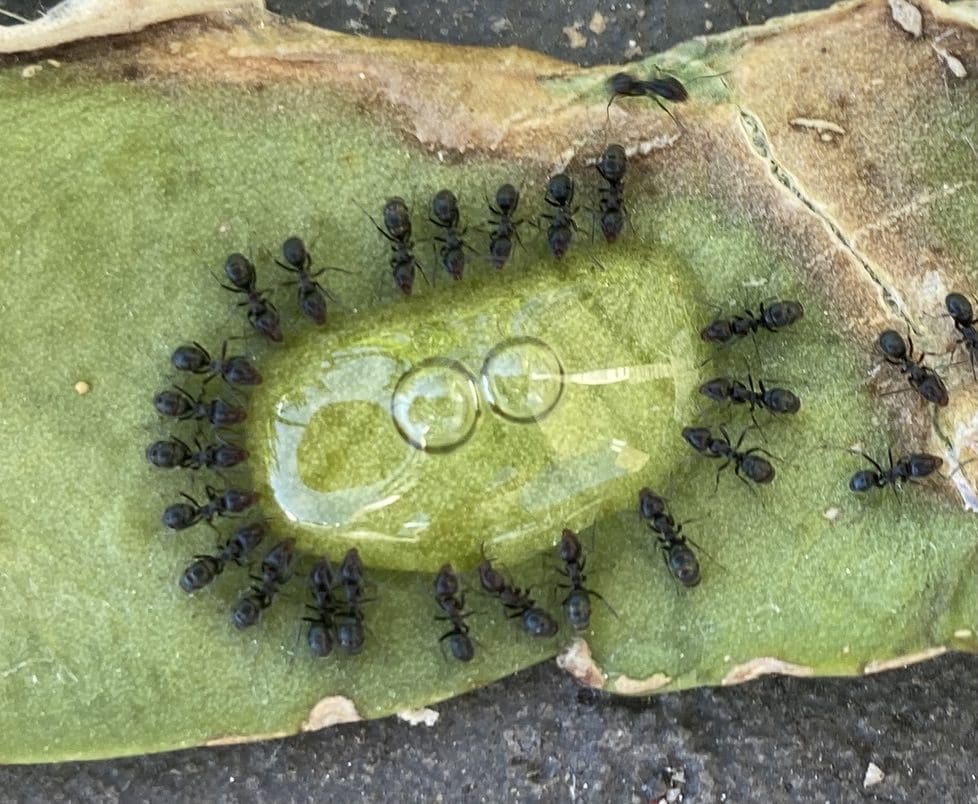 Black ants feeding on liquid bait