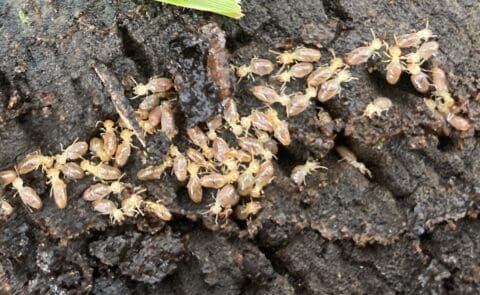 Termites feeding on a tree stump in Stonequarry estate in between Picton and Thirlmere