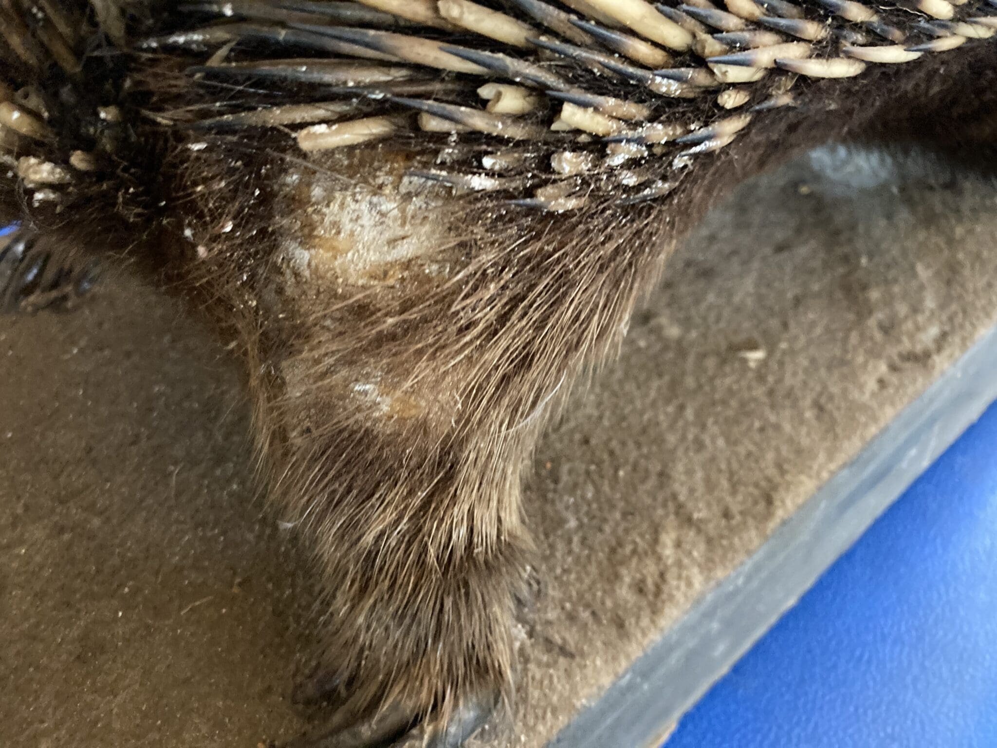 Close up of rodent damage to quills, hair and skin of Echidna