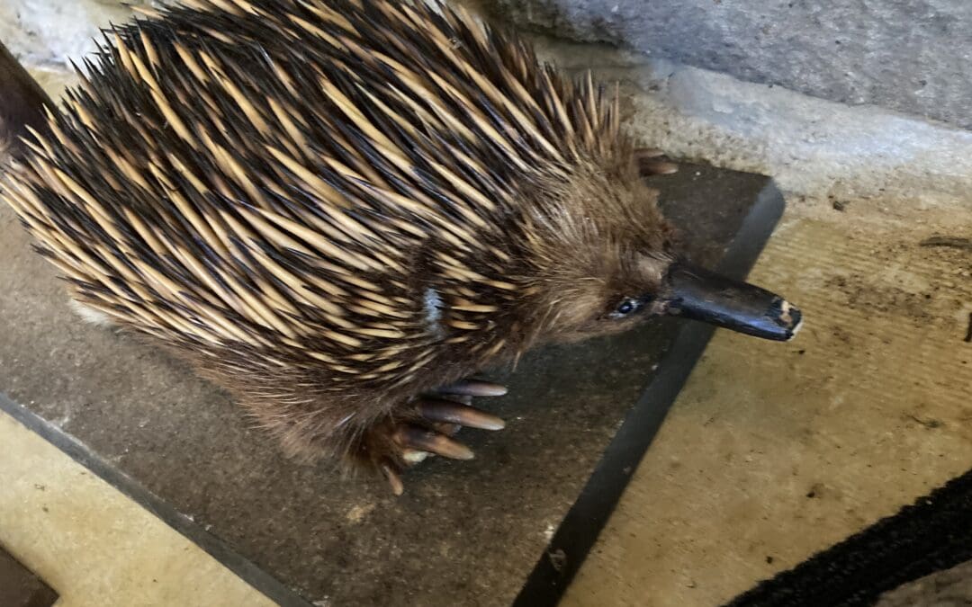 An echidna with rodent damage