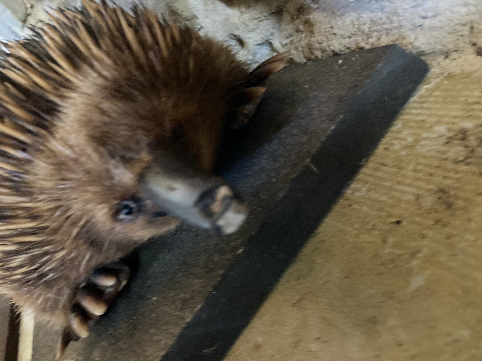 An Australian Native Echidna taxidermy mount