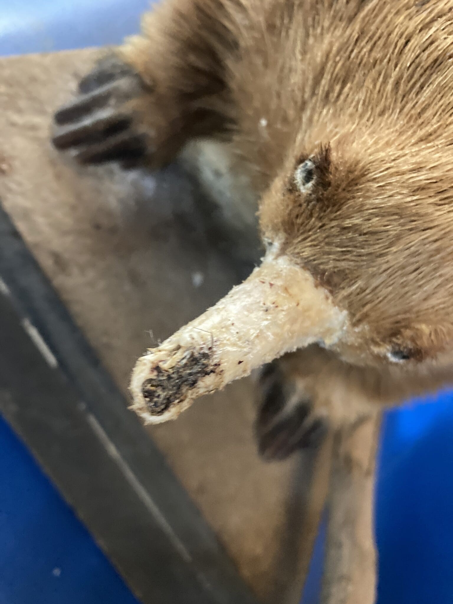 An Australian Native Echidna taxidermy mount with rodent damage