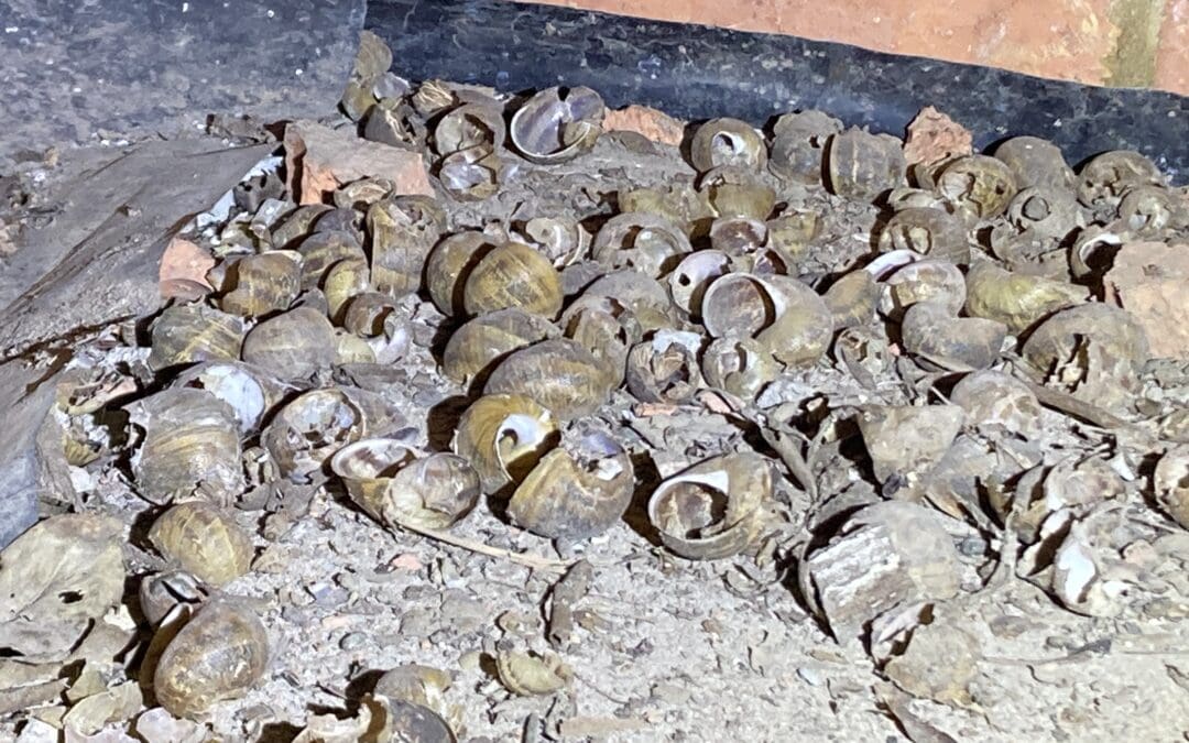Rats eat Snails