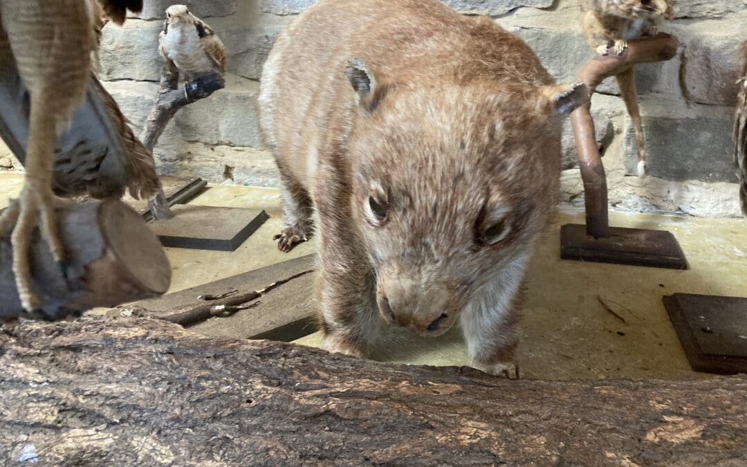 An Australian Native Wombat taxidermy mount that has been damaged by Rodents