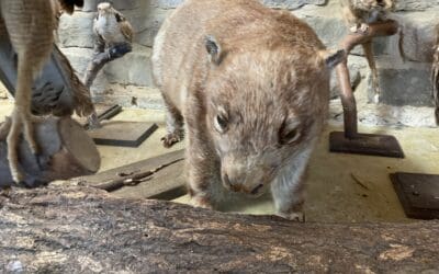 Wombat Taxidermy Mount Damaged By Rodents