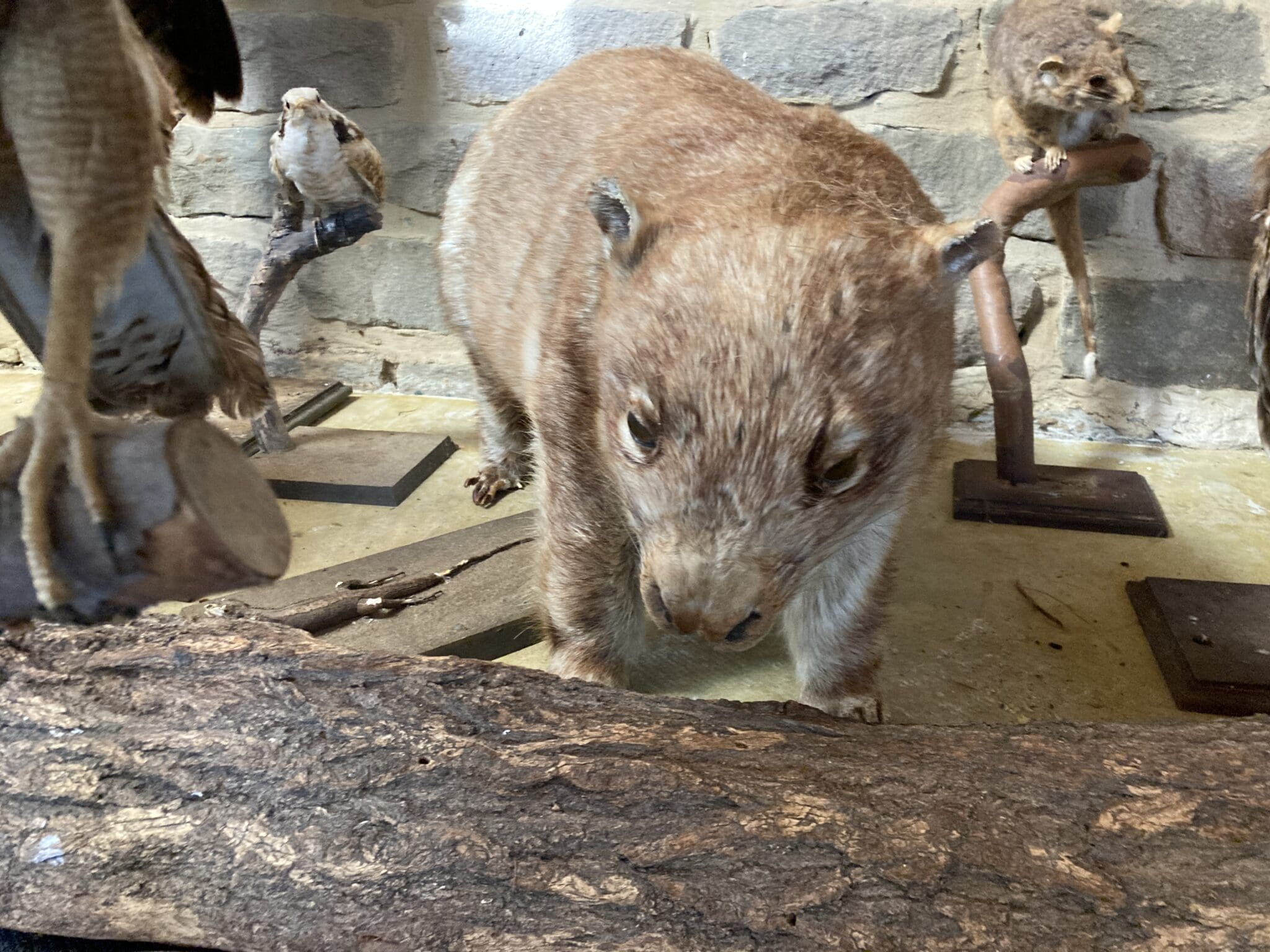 An Australian Native Wombat taxidermy mount that has been damaged by Rodents