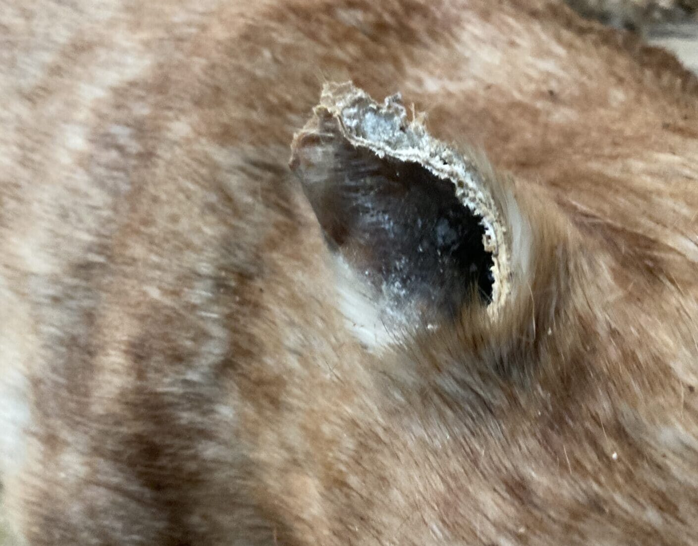 Close up of the ear of a Wombat that has been damaged by rodents