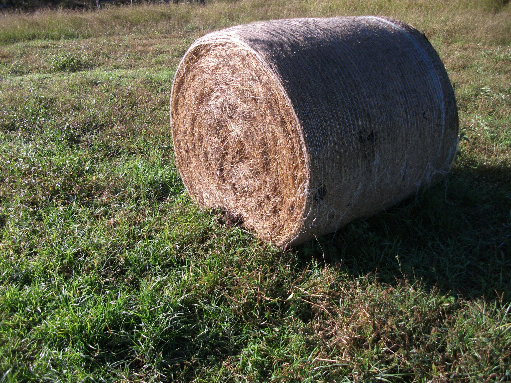 Fire ant nest at the base of a hay bale