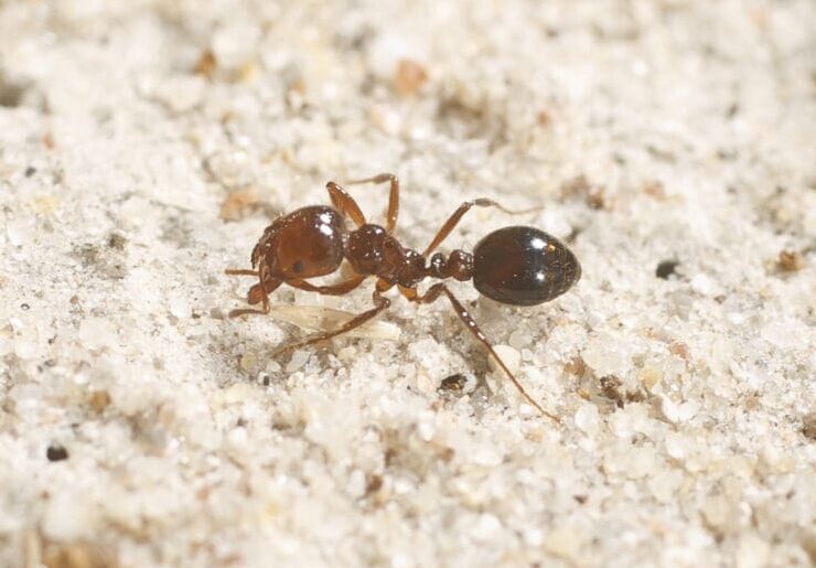 A lone fire ant hunting for food