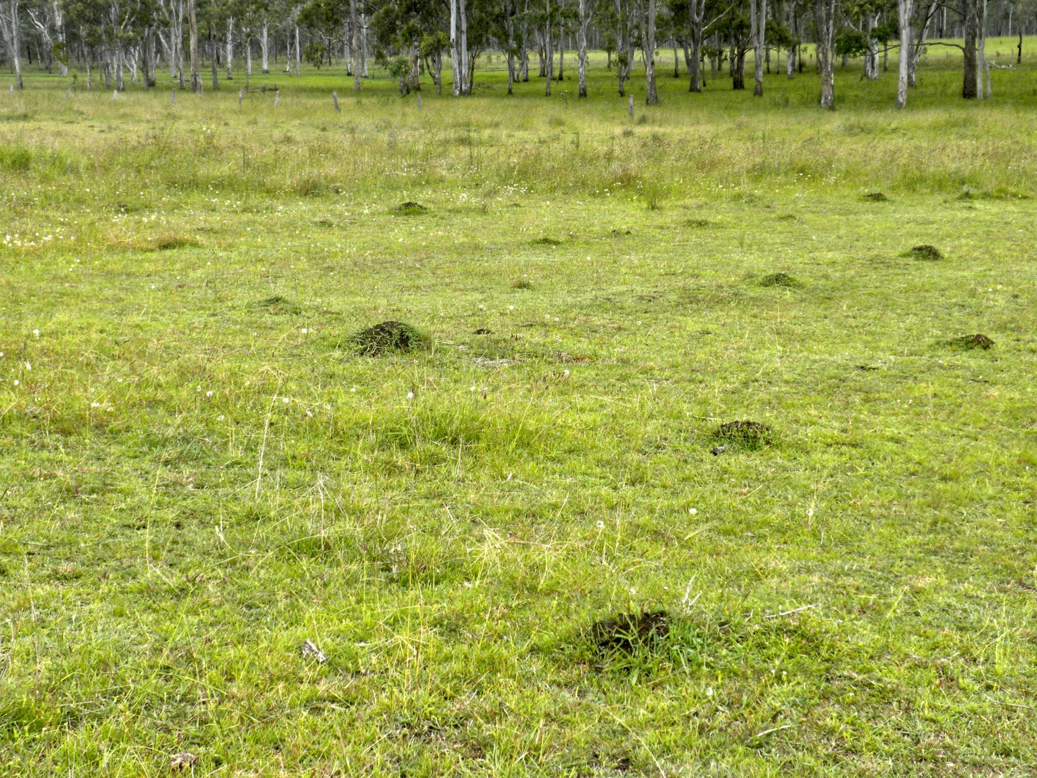 Fire Ants nesting on rural property