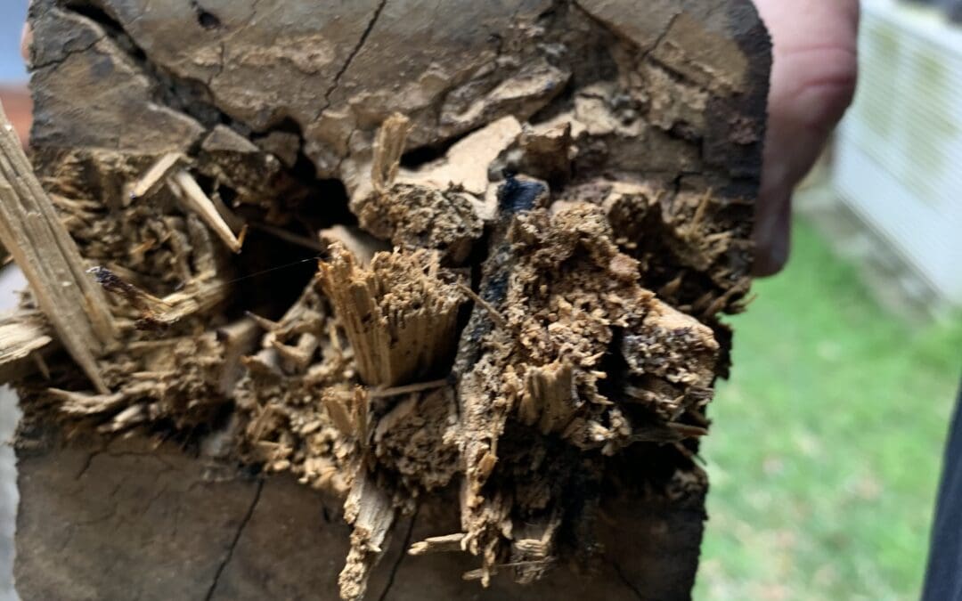 Termite attack in a veranda post in a house in Picton