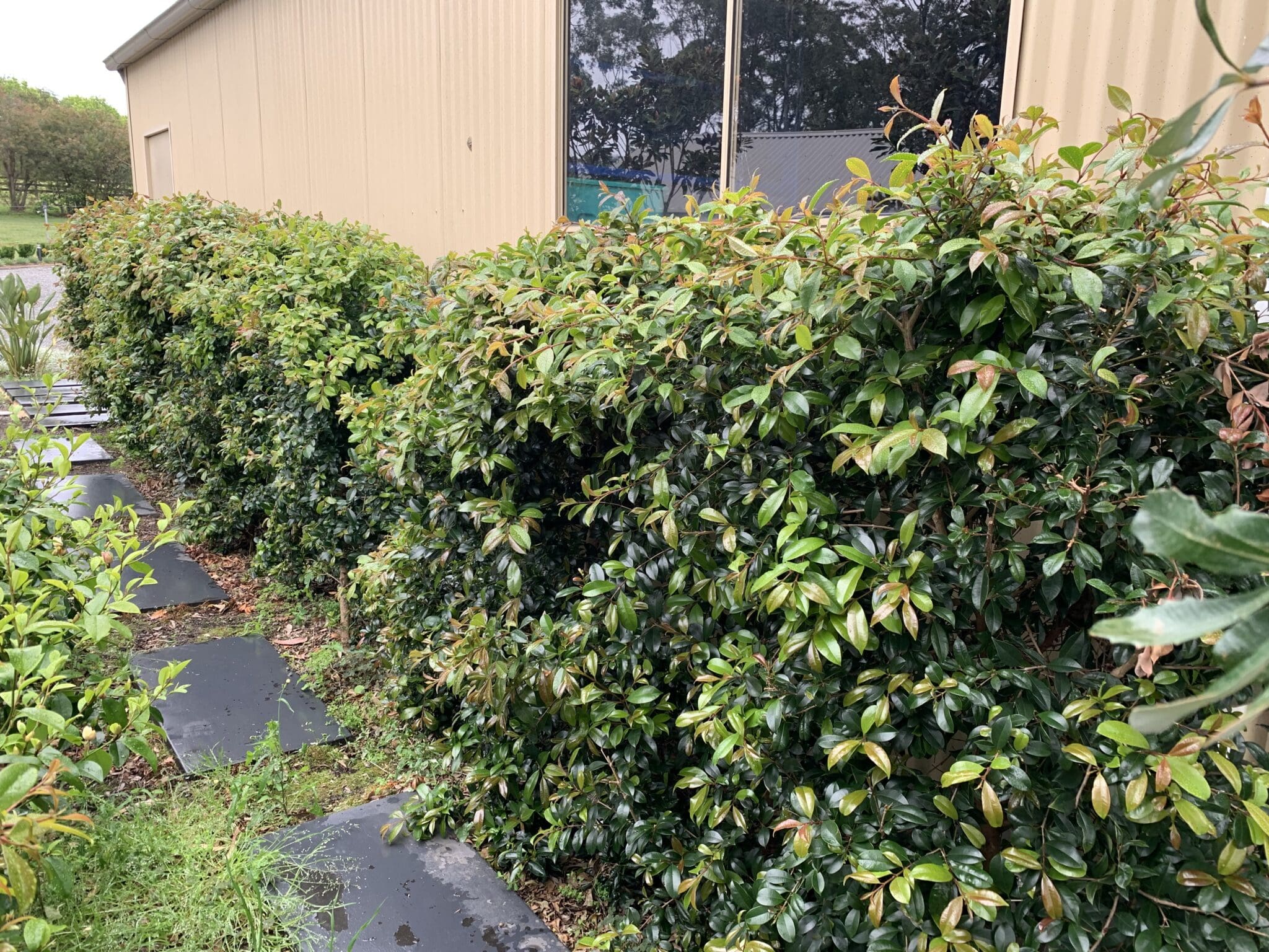 Hedge damaged by Lilli Lilli Beetle