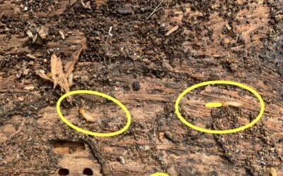 Termites in a palm tree stump