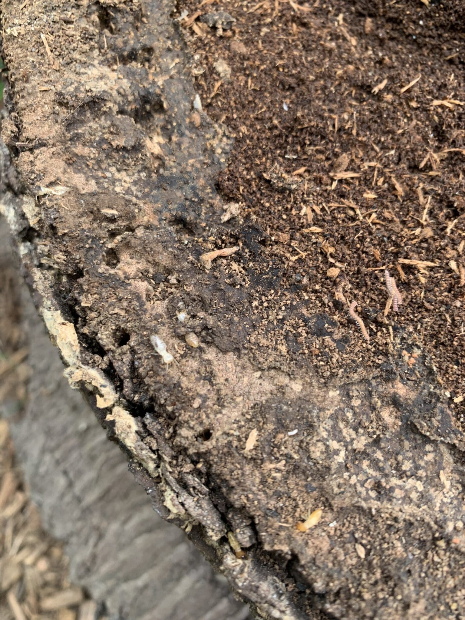 Termites eating a palm stump