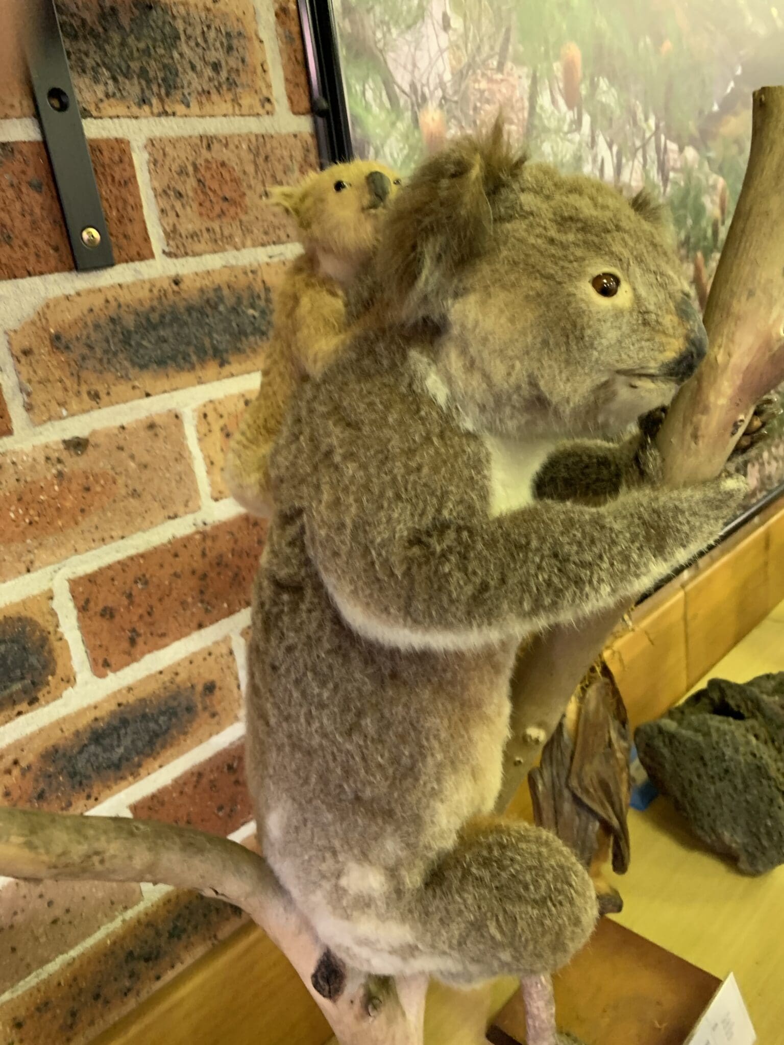 Koala and Joey in an educational setting protected by a management plan