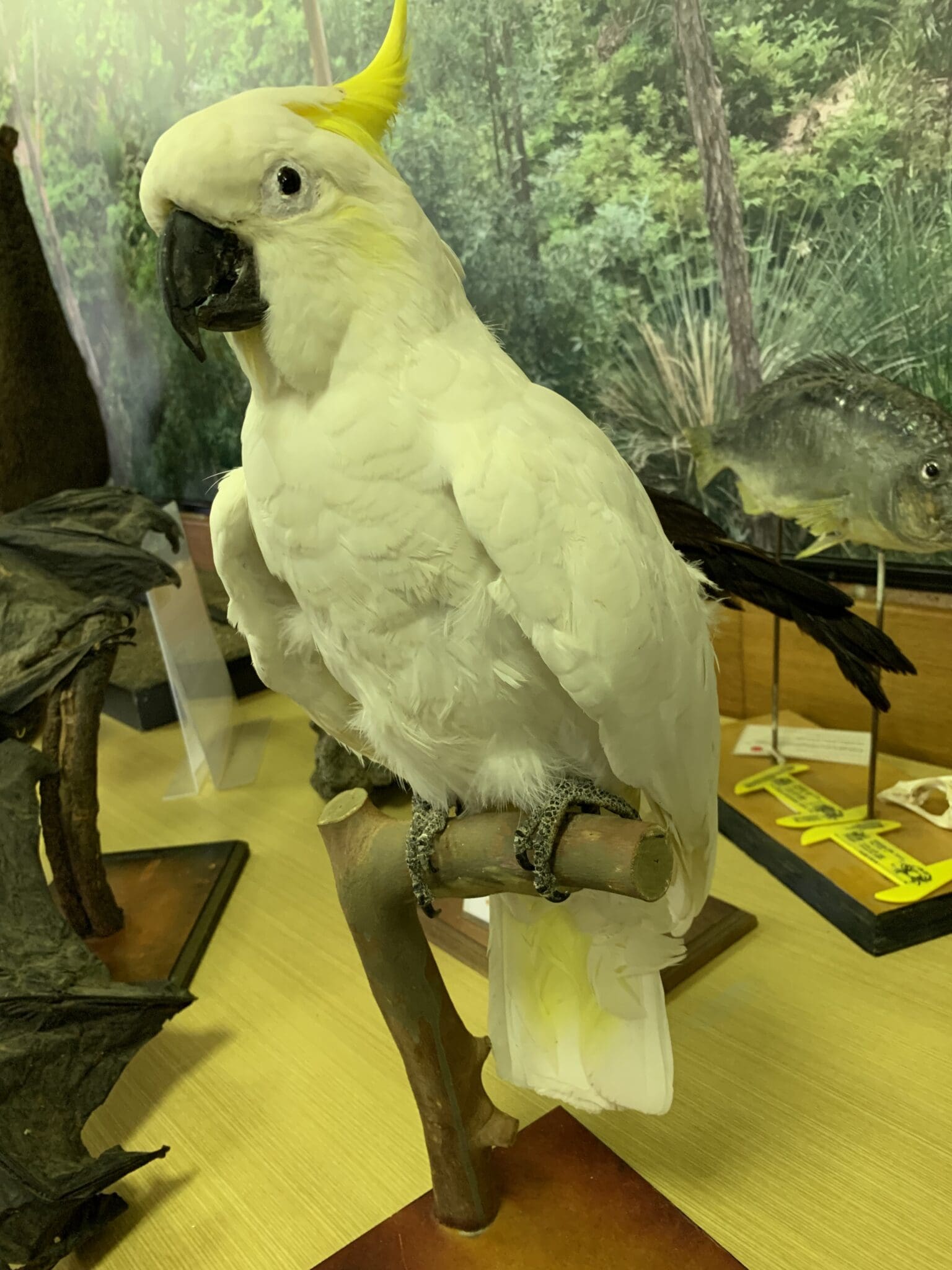 Sulphur Crested Cockatoo being monitored for pests